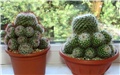 Mammillaria bombycina